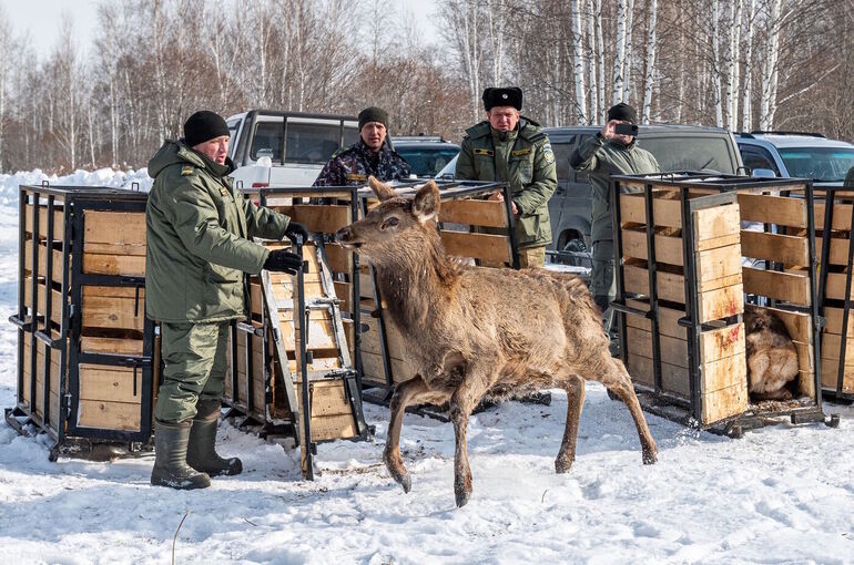 В Красноярском крае маралам предстоит адаптироваться к новой жизни