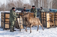 В Красноярском крае маралам предстоит адаптироваться к новой жизни