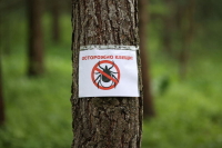 Эксперт: Клещам нравятся влажные затененные места