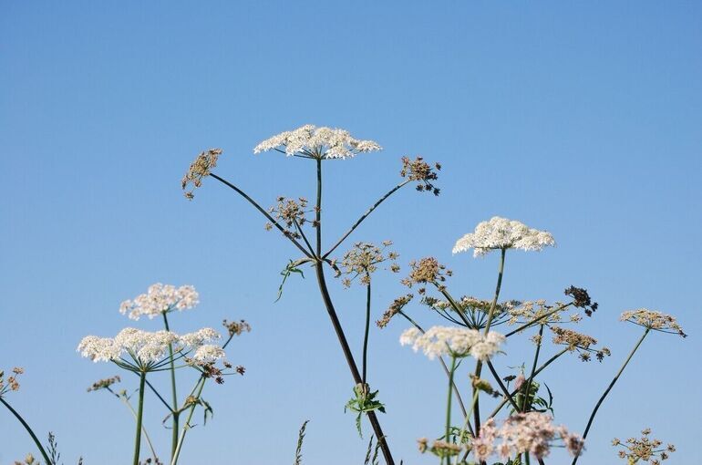 Дачный участок не отнимут из-за растущего борщевика
