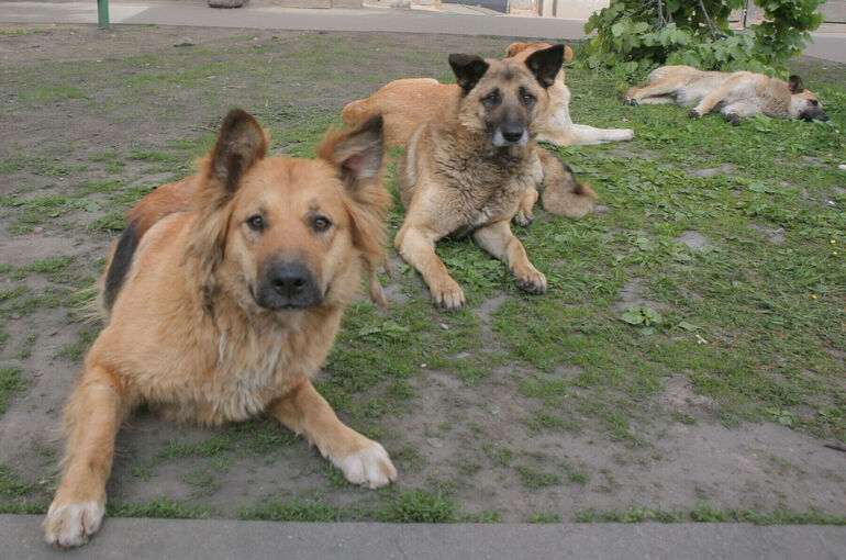 Школьников предложили обучать защите от нападений собак