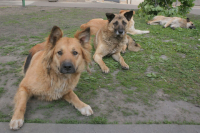 Школьников предложили обучать защите от нападений собак