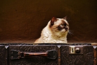 Не груз, а живое существо: каким питомцам можно летать в салоне самолета