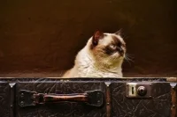 Не груз, а живое существо: каким питомцам можно летать в салоне самолета