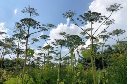 Дачный участок не отнимут из-за растущего борщевика