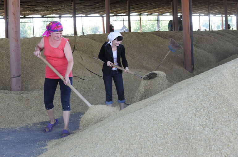 Контроль за производством и переработкой зерна усилят