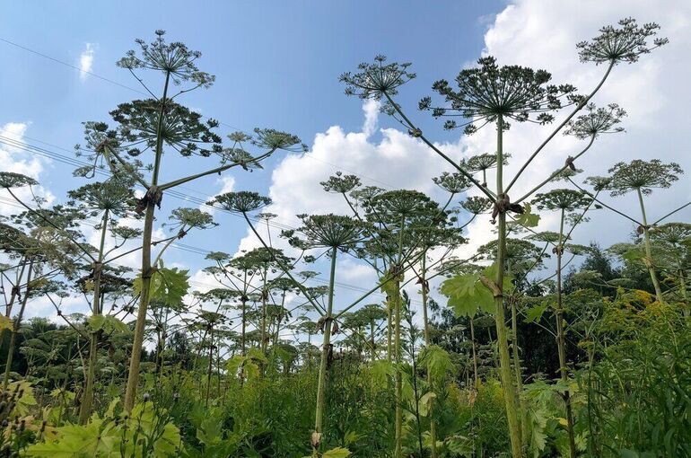 Дачный участок не отнимут из-за растущего борщевика