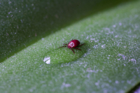 Эксперт: Клещи войдут в активную фазу, когда воздух прогреется выше +10-15 градусов