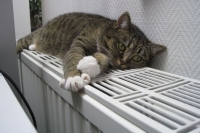 Депутат Якубовский: За самовольную установку радиаторов грозит штраф