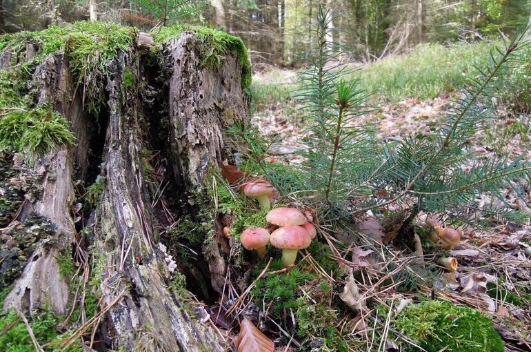 Не все грузди в Подмосковье можно будет собирать бесплатно