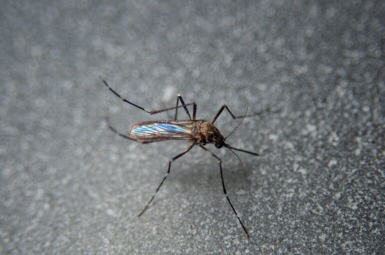 Вирусолог рассказал, каким регионам грозит нашествие комаров