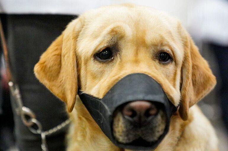 Владельцы собак-проводников смогут получать до 83 900 рублей в год на питание для питомцев