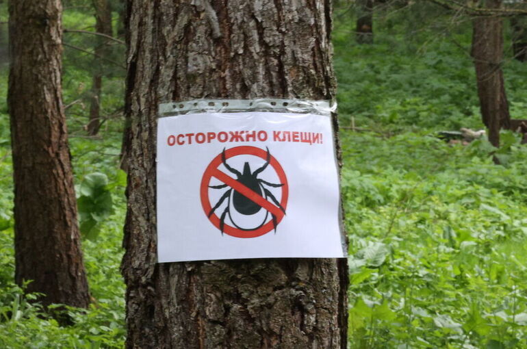 Россиян предупредили о пробуждении агрессивных клещей хиаломма в южных регионах страны