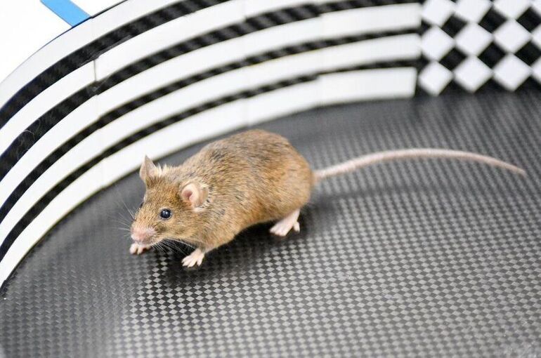 Врач рассказал, чем опасны мыши для человека