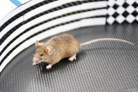 Врач рассказал, чем опасны мыши для человека