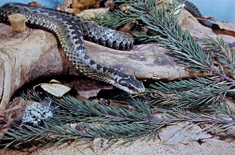 Как уберечься от змей в весеннем лесу