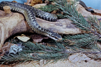 Как уберечься от змей в весеннем лесу