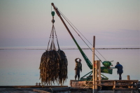 Филлофора, мармелад и немного кинематографа