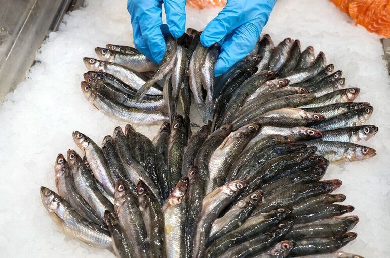 В Петербурге не ждут дешевой корюшки 