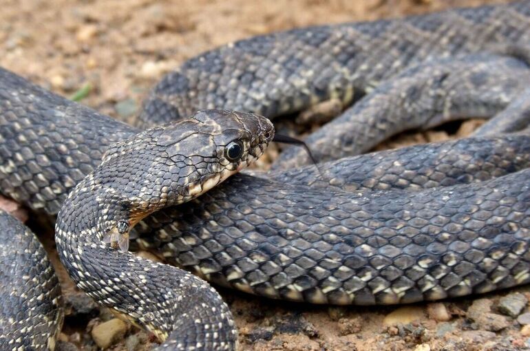 Биолог объяснил, что делать при укусе гадюки и как избежать опасности