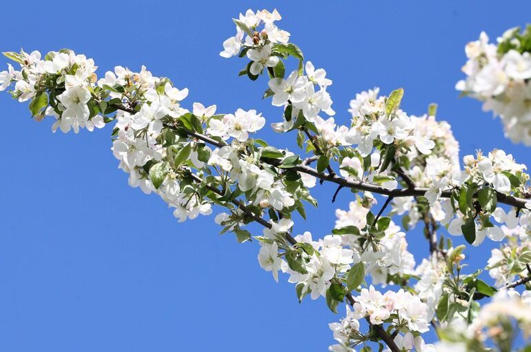 Заслуженный врач России рассказала, что делать аллергикам в период цветения растений