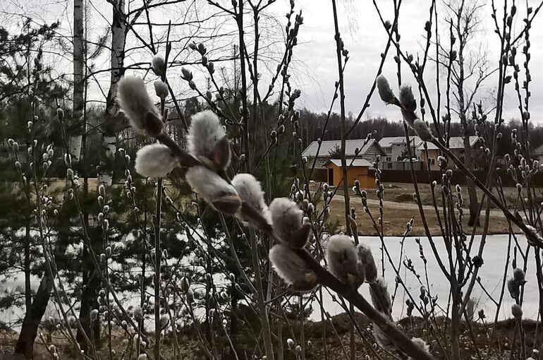 Вербное воскресенье: как правильно провести великий праздник