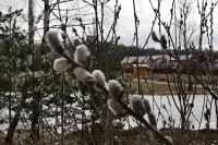 Вербное воскресенье: как правильно провести великий праздник