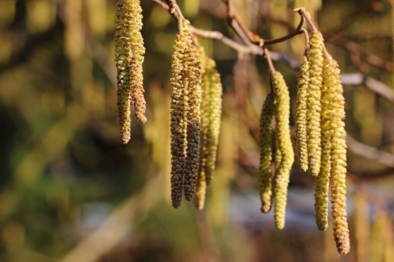 Заслуженный врач России рассказала, что делать аллергикам в период цветения растений