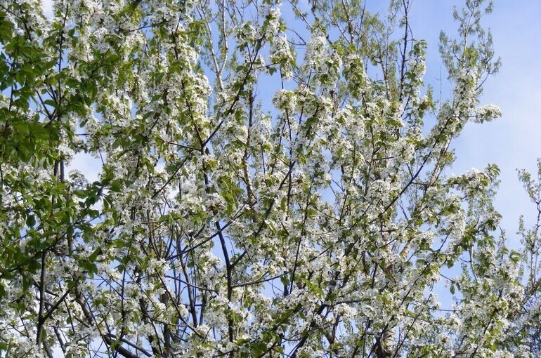 Депутат Власова рассказала, какие растения вызывают аллергию весной