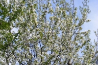 Депутат Власова рассказала, какие растения вызывают аллергию весной