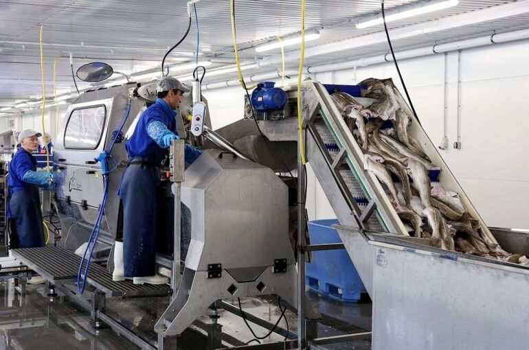 Пикша стала самой подешевевшей рыбой в 2026 году