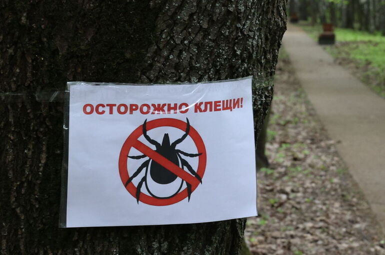 Биолог рассказал об опасности клещей рода хиаломма