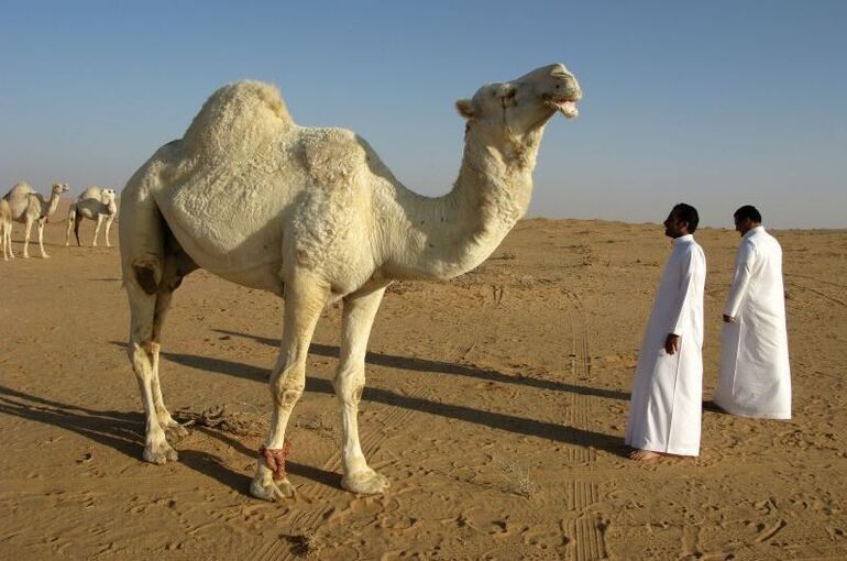 Эксперт рассказал, в каких странах рады российским туристам