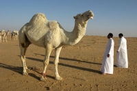 Эксперт рассказал, в каких странах рады российским туристам