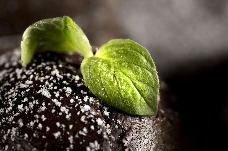 ФАС предлагает установить потолок цен на серу