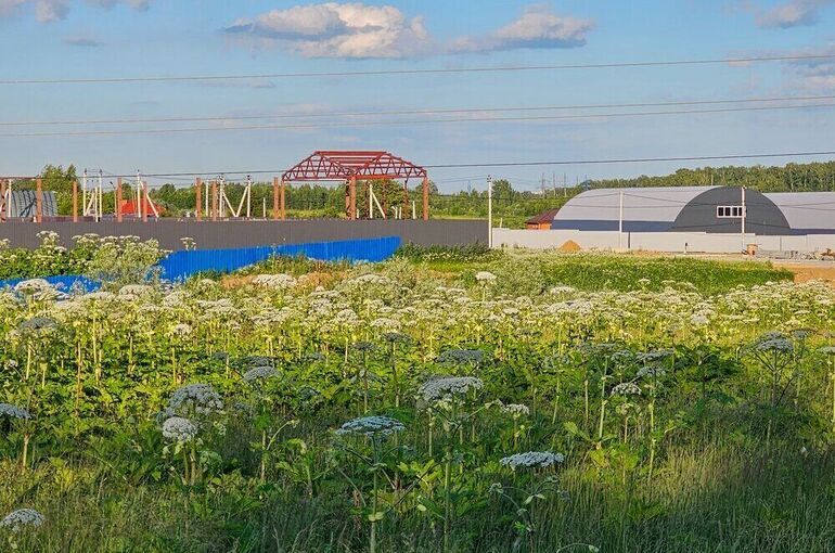 Заросшие борщевиком муниципальные земли предложили бесплатно отдавать россиянам