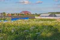 Заросшие борщевиком муниципальные земли предложили бесплатно отдавать россиянам