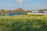 Заросшие борщевиком муниципальные земли предложили бесплатно отдавать россиянам