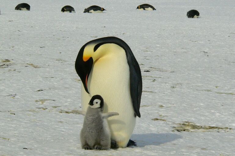 Императорских пингвинов признали вымирающим видом из-за таяния льдов