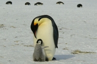 Императорских пингвинов признали вымирающим видом из-за таяния льдов