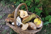 Сморчки брать, строчки — нет: какие первые грибы безопасны