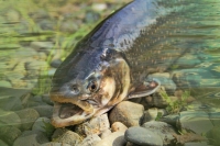 В России могут изменить правила выпуска молоди тихоокеанских лососей в реки