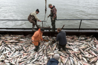 На прилавках станет больше камчатского лосося 
