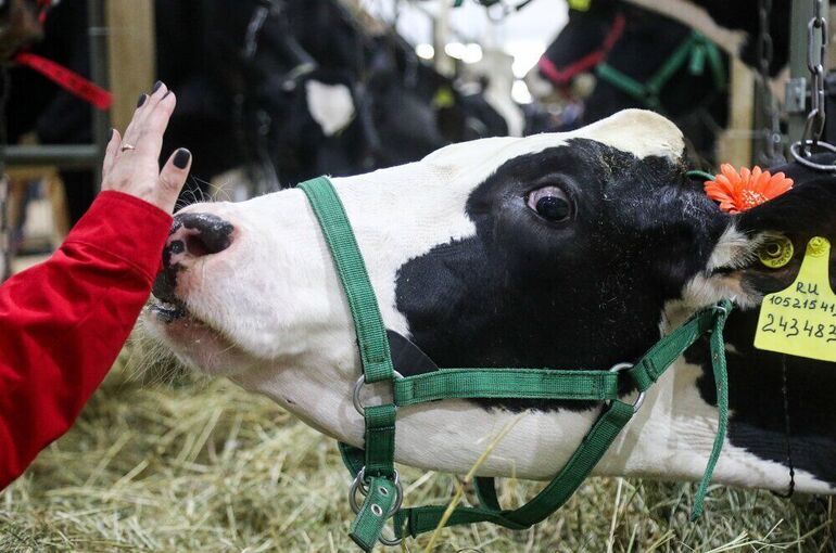 Совбез: Ближневосточный конфликт создает перспективы для агропроизводителей России