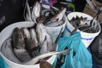 Золотая рыбка: цены на минтай выросли в полтора-два раза 