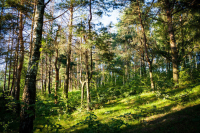 Резидентов ТОР намерены обязать восстанавливать вырубленные ими леса