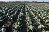 Неиспользуемых сельхозземель в России станет станет меньше