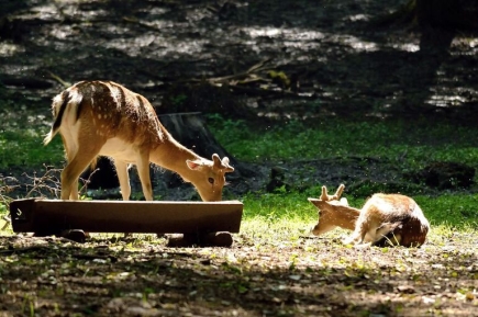Мне сверху видно все: за содержанием животных проследят с беспилотников