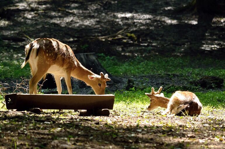 Мне сверху видно все: за содержанием животных проследят с беспилотников