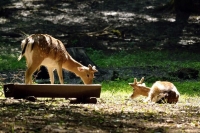Мне сверху видно все: за содержанием животных проследят с беспилотников